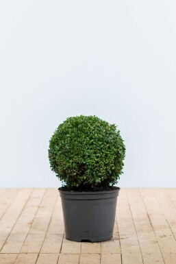 Buxus sempervirens