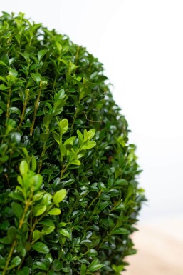 Palmboompje Buxus Sempervirens Bol 30-40 Kluit