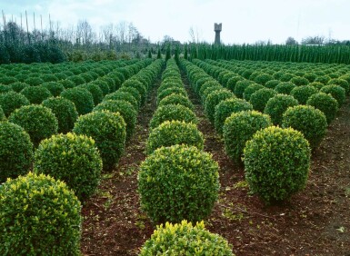 Palmboompje Buxus Sempervirens Bol 30-40 Kluit