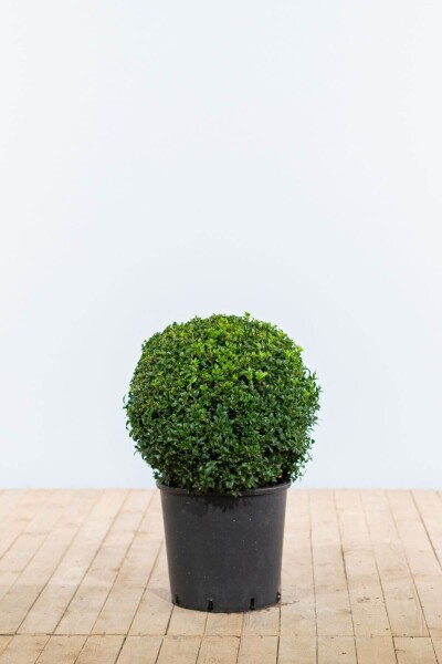 Buxus sempervirens