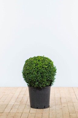 Buxus sempervirens Buxbom lök 40-50 rotboll