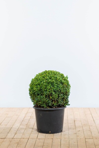 Buxus sempervirens