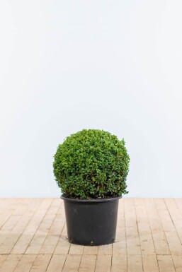 Buxus sempervirens