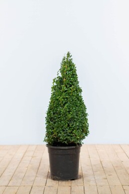 Buxus sempervirens