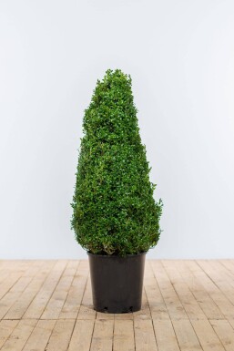 Buksbomen / Buxus Pyramide