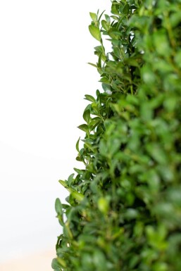 Almindelig buksbom Buxus sempervirens kogle 80-90 rodklump