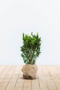 Buis / Buxus Sempervirens Haie