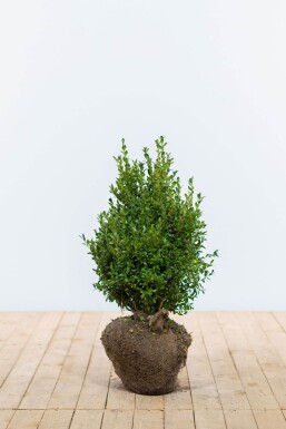 Buxus sempervirens