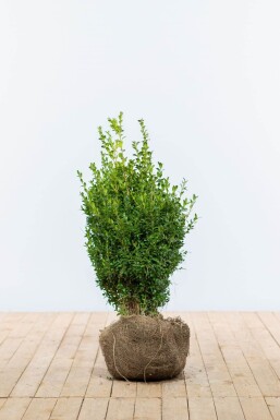 Buchsbaum Buxus Sempervirens Hecke 50-60 Ballen