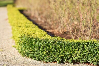 Buchsbaum Buxus Sempervirens Hecke 50-60 Ballen