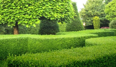 Buchsbaum Buxus Sempervirens Hecke 50-60 Ballen