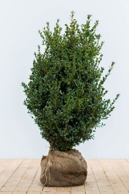 Buchsbaumhecke / Buxus Sempervirens