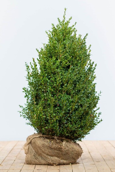 Buxus sempervirens