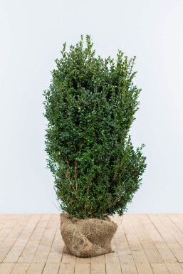 Buksbomen / Buxus Sempervirens Haag