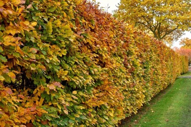 Almindelig avnbøg Carpinus betulus hæk 150-175 potte