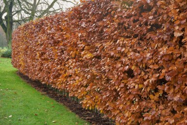 Fagus sylvatica Bok häck 60-80 i kruka