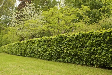 Fagus sylvatica Bok häck 60-80 i kruka