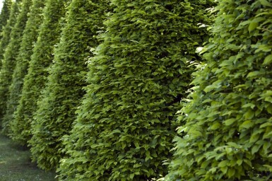 Rotbuche Fagus Sylvatica Hecke 175-200 Topf