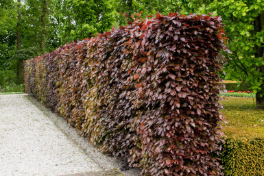 Fagus sylvatica 'Atropunicea' Purple beech häck 60-80 i kruka