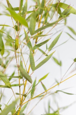 Gylden bambus Phyllostachys aurea hæk 80-100 potte