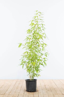 Bambou / Phyllostachys Aurea