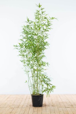 Goldrohrbambus Phyllostachys Aurea Hecke 150-175 Topf