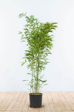 Bamboe / Phyllostachys Bissetii