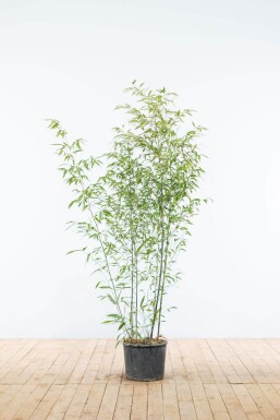 Bambou Noir / Phyllostachys Nigra