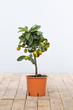 Kumquat / Fortunella Margarita Mini-tige/stipe/tronc