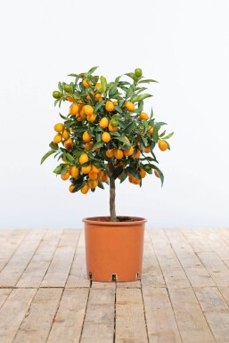 Citrus Kumquat / Fortunella Margarita ministam