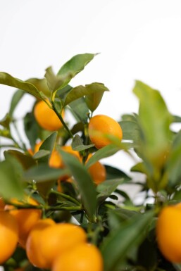 Oval kumquat Fortunella margarita ministem 80-100 potte