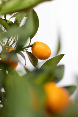 Oval kumquat Fortunella margarita ministem 80-100 potte