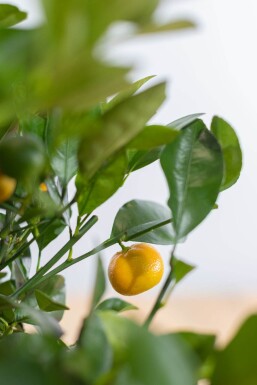 Citroenboom Citrus Mitis Calamondin Ministam 20-30 Pot