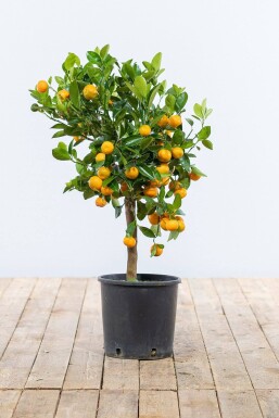 Citrus × mitis 'Calamondin' Kalamondin ministam 40-60 i kruka