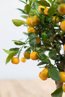 Citrus × mitis 'Calamondin' Kalamondin ministam 40-60 i kruka