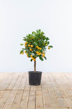 Citroenboom Citrus Mitis Calamondin Ministam 80-100 Pot