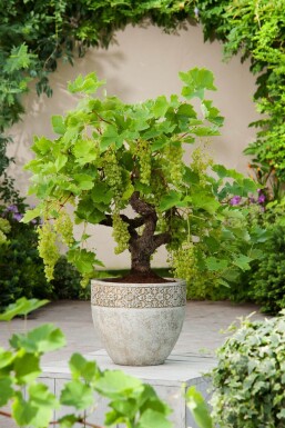 Almindelig vin Vitis vinifera bonsai 20-40 potte