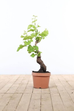 Almindelig vin Vitis vinifera bonsai 40-60 potte