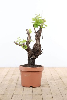 Weinrebe Vitis Vinifera Bonsai 60-80 Topf