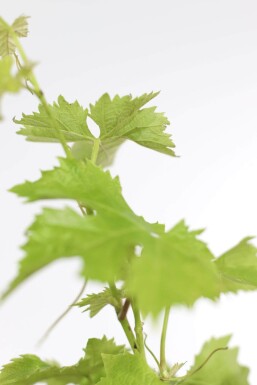 Weinrebe Vitis Vinifera Bonsai 60-80 Topf