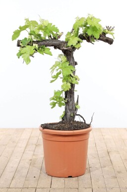 Wijnstok / Vitis Vinifera bonsai