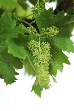 Vitis vinifera Vindruva på stam 80-100 i kruka 10-15