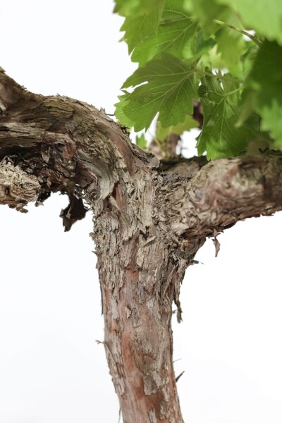 Vigne / Vitis Vinifera Sur tige/stipe/tronc