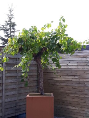 Wijnstok Vitis Vinifera Op stam 10-15 80-100 Pot