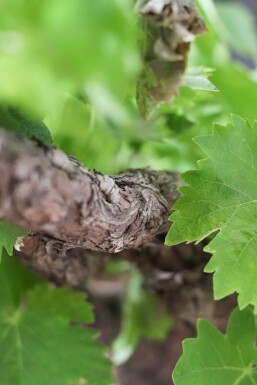 Almindelig vin Vitis vinifera med stamme 125-150 potte 20-30