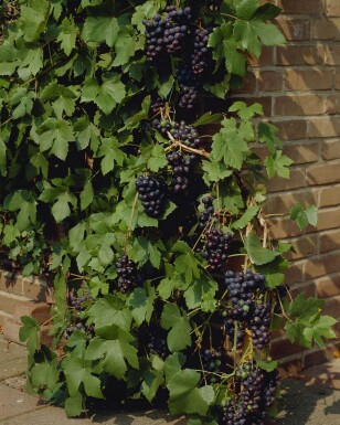 Weinrebe Vitis Vinifera Gestäbt 60-80 Topf