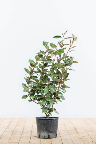 Elaeagnus × ebbingei