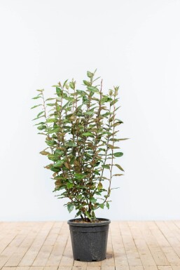 Elaeagnus × ebbingei