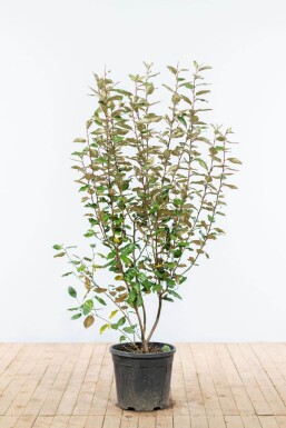 Elaeagnus × ebbingei