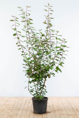 Eléagnus / Elaeagnus Ebbingei